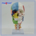 PNT-0153 3 parts colored skull model